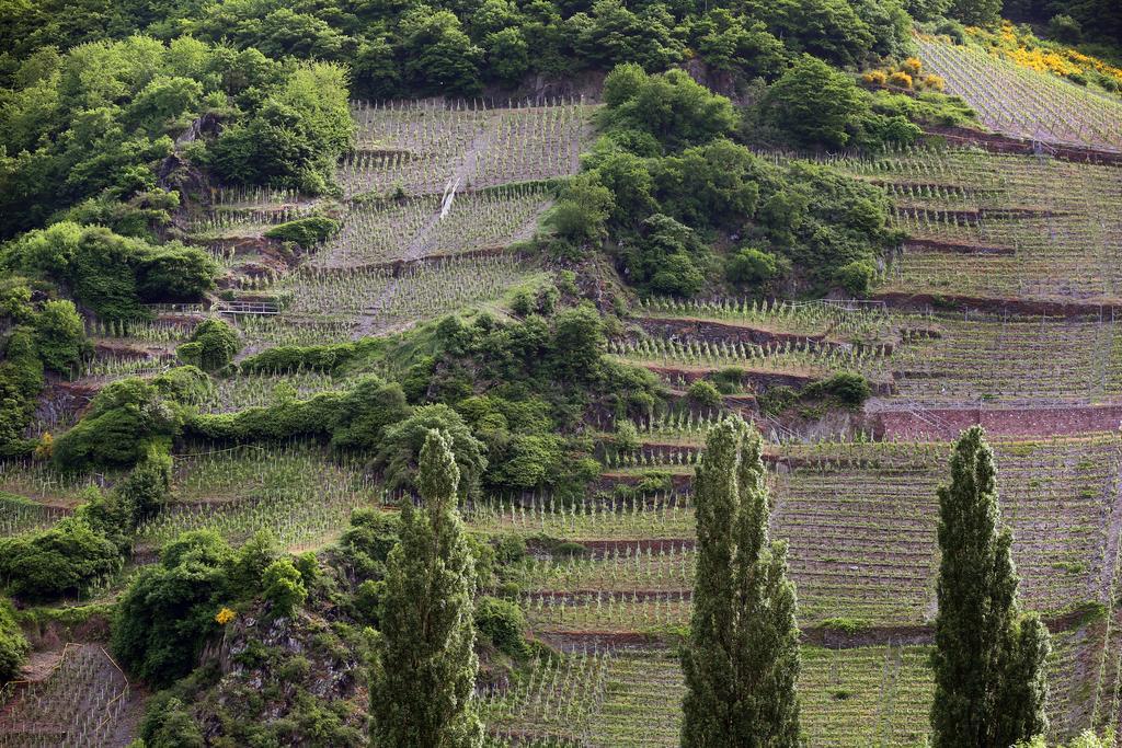 Ernst Clüsserath Weingut&Weinhotelchen Trittenheim Exterior foto